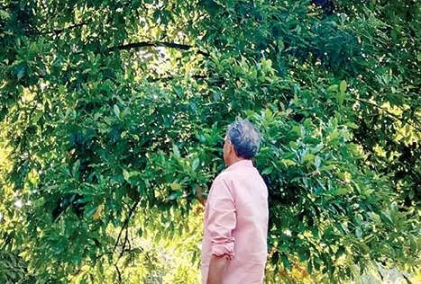 കാലാവസ്ഥ വില്ലനായി; ഗ്രാമ്പു കർഷകർ ദുരിതത്തിൽ