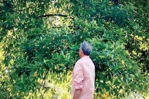 കാലാവസ്ഥ വില്ലനായി; ഗ്രാമ്പു കർഷകർ ദുരിതത്തിൽ