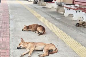 തെരുവുനായ ശല്യം തീരുന്നില്ല; ഗത്യന്തരമില്ലാതെ 200