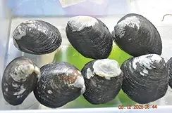 കണ്ടൽ കക്കയെ ഇനി കൃത്രിമമായി വിരിയിക്കാം: ഗവേഷണനേട്ടവുമായി സി.എം.എഫ്.ആർ.ഐ.