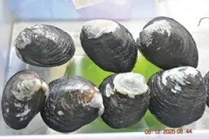 കണ്ടൽ കക്കയെ ഇനി കൃത്രിമമായി വിരിയിക്കാം: ഗവേഷണനേട്ടവുമായി സി.എം.എഫ്.ആർ.ഐ.