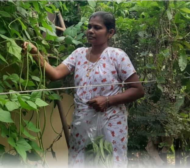 മണ്ണിനെ അറിഞ്ഞ്, വിണ്ണോളം വളരാം: ഹരിതാമൃതത്തിന്റെ സന്ദേശം