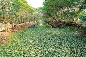 കനോലി കനാൽ ഇനി 'കനാൽസിറ്റി'; ആദ്യഘട്ടത്തിന് 73.21 കോടി, വികസനം അരയിടത്തുപാലം മുതൽ.