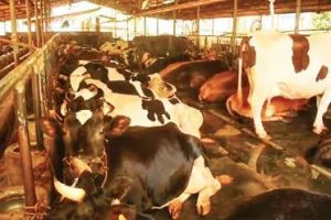 സമ്മിശ്രകൃഷിയിൽ വിപ്ലവം തീർത്ത് നിഷ ബെന്നി