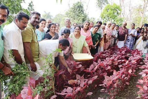 പാറപ്പുറത്ത് പച്ചക്കറിത്തോട്ടമൊരുക്കി സർക്കാർ മഹിളാമന്ദിരം