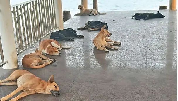 പുറത്തിറക്കാതെ തെരുവുനായകൾ