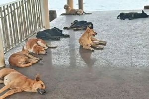 പുറത്തിറക്കാതെ തെരുവുനായകൾ