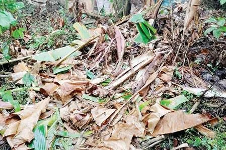 കല്ലുമുക്കിൽ കാട്ടാനശല്യം രൂക്ഷമാകുന്നു