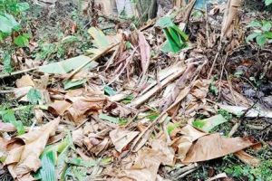 കല്ലുമുക്കിൽ കാട്ടാനശല്യം രൂക്ഷമാകുന്നു