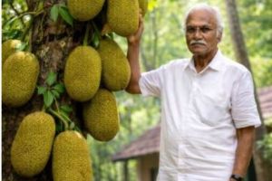 പ്ലാവ് വെട്ടുന്നവന് ജയിൽ ശിക്ഷ! - ദിവാകരൻ ചോമ്പാല