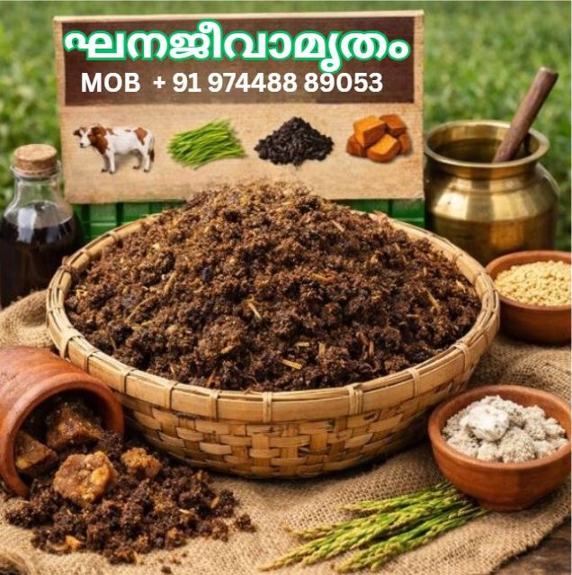 മണ്ണ് പൊന്നാക്കാം, വിളവളർച്ച വേഗത്തിലാക്കാം: ഘനജീവാമൃതം എന്ന അത്ഭുതക്കൂട്ട് :സുരേഷ് മുതുകുളം