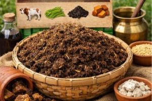 മണ്ണ് പൊന്നാക്കാം, വിളവളർച്ച വേഗത്തിലാക്കാം: ഘനജീവാമൃതം എന്ന അത്ഭുതക്കൂട്ട് :സുരേഷ് മുതുകുളം