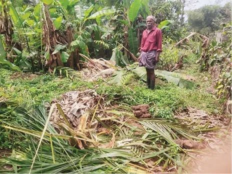 തേൻപാറയിൽ കാട്ടാനയിറങ്ങി; വ്യാപക വിളനാശം