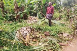 തേൻപാറയിൽ കാട്ടാനയിറങ്ങി; വ്യാപക വിളനാശം