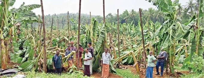 അപ്രതീക്ഷിതം; ശക്തമായ കാറ്റിൽ മലയോരത്ത് വൻ കൃഷിനാശം