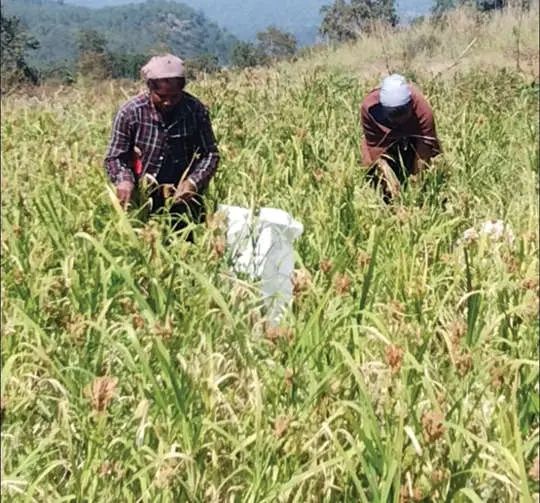 ചിന്നാറിലെ ഉന്നതികളിൽ വിളഞ്ഞത് 45-ഇനം റാഗി