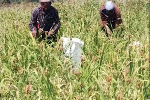 ചിന്നാറിലെ ഉന്നതികളിൽ വിളഞ്ഞത് 45-ഇനം റാഗി