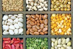 പവർഫുള്ളാകും ഇനി പയറുവർഗ കൃഷി