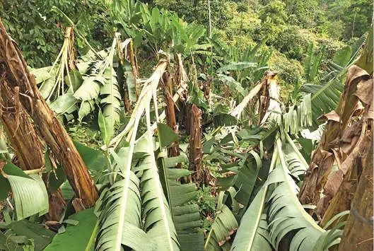 വേനൽമഴയിലും കാറ്റിലും ആയിരക്കണക്കിന് വാഴകൾ നിലംപൊത്തി