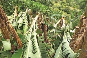 വേനൽമഴയിലും കാറ്റിലും ആയിരക്കണക്കിന് വാഴകൾ നിലംപൊത്തി