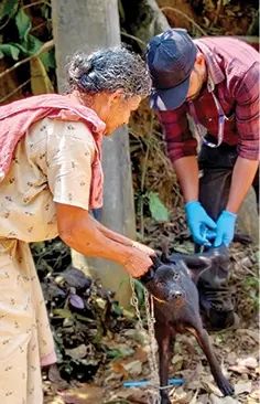 പേവിഷ പ്രതിരോധ കുത്തിവെപ്പ്