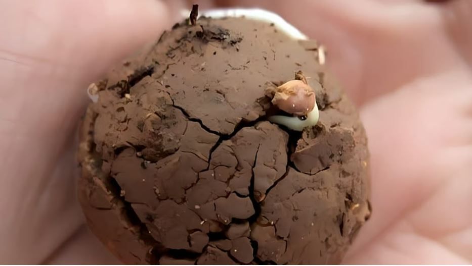 മുളയ്ക്കാതെ പോകില്ല ഒരു വിത്തും; ഇതാ 'സീഡ് ബോൾ' വിപ്ലവം :സുരേഷ് മുതുകുളം