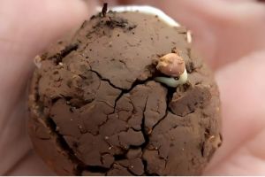 മുളയ്ക്കാതെ പോകില്ല ഒരു വിത്തും; ഇതാ 'സീഡ് ബോൾ' വിപ്ലവം :സുരേഷ് മുതുകുളം