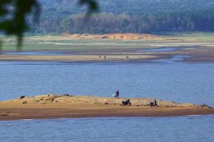 വേനലെത്തി; ഡാമുകളിൽ വെള്ളം കുറയുന്നു