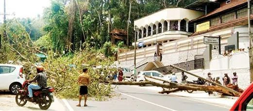 റോഡിലേക്ക് വീണ മരം മുറിച്ചുനീക്കി നാട്ടുകാർ