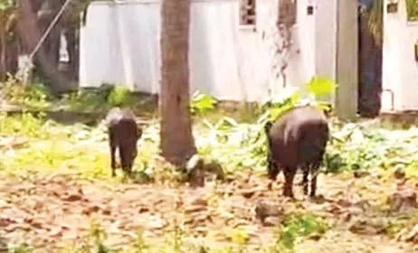 തീരമേഖലയിൽ കാട്ടുപന്നികളേറുന്നു