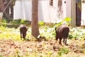 തീരമേഖലയിൽ കാട്ടുപന്നികളേറുന്നു