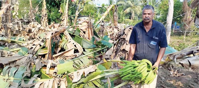 വീശിയടിച്ച കാറ്റിൽ പൂവത്തിപ്പൊയിലിൽ കൃഷിനാശം