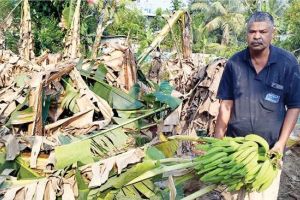 വീശിയടിച്ച കാറ്റിൽ പൂവത്തിപ്പൊയിലിൽ കൃഷിനാശം