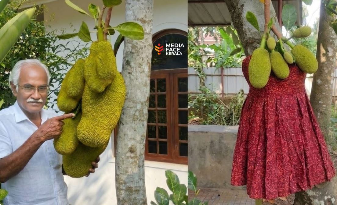 ചാണകം തൊട്ട പ്ലാവും ,പാവാട ഉടുത്ത പ്ളാവും: കാർഷിക രംഗത്തെ 'മാന്ത്രിക' ചതിക്കുഴികൾ : ദിവാകരൻ ചോമ്പാല