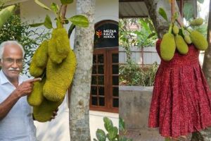 ചാണകം തൊട്ട പ്ലാവും ,പാവാട ഉടുത്ത പ്ളാവും: കാർഷിക രംഗത്തെ 'മാന്ത്രിക' ചതിക്കുഴികൾ : ദിവാകരൻ ചോമ്പാല