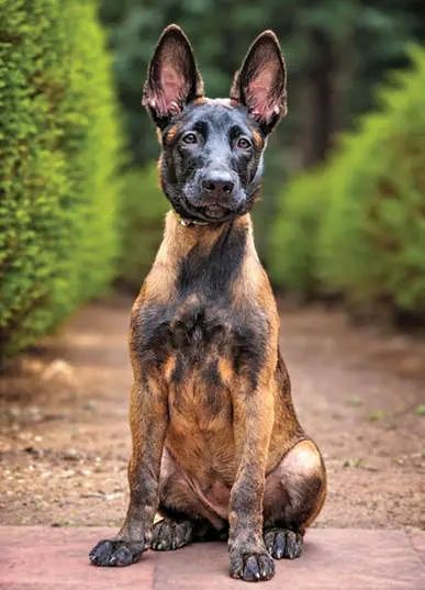 ലെയ്ക്ക വരുന്നു, അർബുദം മണത്തറിയാൻ