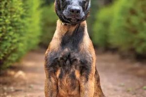 ലെയ്ക്ക വരുന്നു, അർബുദം മണത്തറിയാൻ