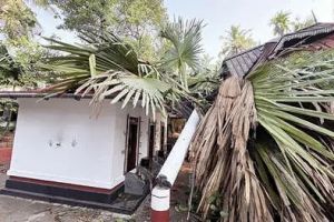 പെരുമണ്ണയിൽ കനത്ത കാറ്റിലും മഴയിലും വ്യാപക നാശനഷ്ടം: വീടുകളും കൃഷിയും തകർന്നു