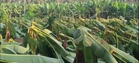 അപ്രതീക്ഷിത കാറ്റും മഴയും: കർഷകർക്ക് കനത്ത ആഘാതം; പതിനായിരക്കണക്കിന് വാഴകൾ നശിച്ചു