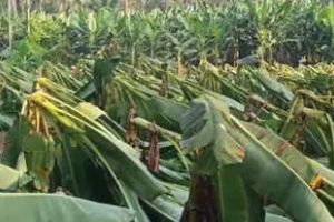 അപ്രതീക്ഷിത കാറ്റും മഴയും: കർഷകർക്ക് കനത്ത ആഘാതം; പതിനായിരക്കണക്കിന് വാഴകൾ നശിച്ചു