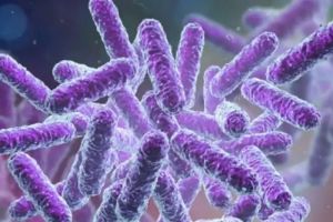 കുറ്റിക്കാട്ടൂരിൽ ഷിഗല്ല ബാധിച്ച് മരണം: കൂടുതൽ കുട്ടികൾക്ക് രോഗലക്ഷണം; പ്രതിരോധം ശക്തമാക്കി ആരോഗ്യവകുപ്പ്