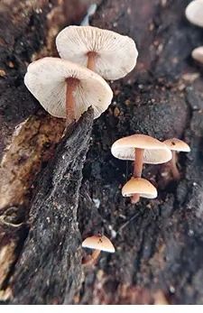 'കൊളിബിയോപ്‌സിസ് ബ്രൂണിഗലേര' പുതിയ കൂൺ ഇനം