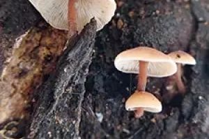 'കൊളിബിയോപ്‌സിസ് ബ്രൂണിഗലേര' പുതിയ കൂൺ ഇനം