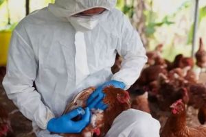 കോഴിക്കോട്ട് പക്ഷിപ്പനി സ്ഥിരീകരിച്ചു; അഞ്ച് പഞ്ചായത്തുകളിലായി ഇന്ന് 15,000 പക്ഷികളെ കൊന്നൊടുക്കും