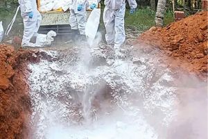 പക്ഷിപ്പനി പ്രതിരോധം: കോഴിക്കോട് ജില്ലയിൽ പക്ഷികളെ കൊന്നൊടുക്കൽ നടപടികൾ പൂർത്തിയായി