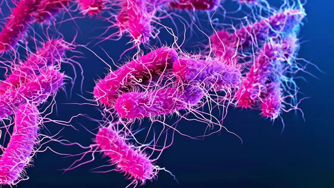 കോഴിക്കോട് ജില്ലയിൽ ഷിഗല്ലയും പക്ഷിപ്പനിയും: ജാഗ്രത ശക്തമാക്കി ആരോഗ്യവകുപ്പ്