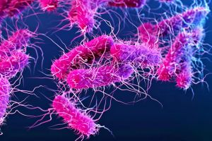 കോഴിക്കോട് ജില്ലയിൽ ഷിഗല്ലയും പക്ഷിപ്പനിയും: ജാഗ്രത ശക്തമാക്കി ആരോഗ്യവകുപ്പ്