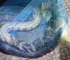 കുറ്റ്യാടി ചുരത്തിൽ നിന്നും രാജവെമ്പാലയെ പിടികൂടി