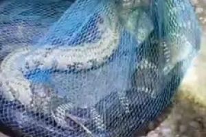 കുറ്റ്യാടി ചുരത്തിൽ നിന്നും രാജവെമ്പാലയെ പിടികൂടി