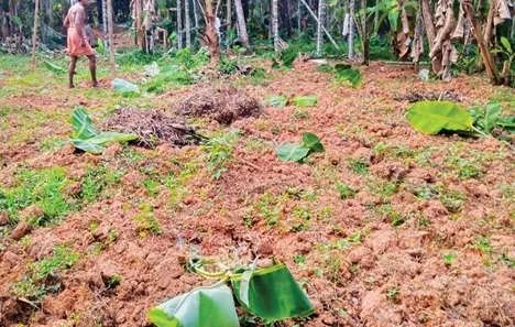 ഉള്ളിയേരിയിൽ കാട്ടുപന്നിക്കൂട്ടം നേന്ത്രവാഴത്തോട്ടം നശിപ്പിച്ചു; കർഷകർക്ക് വൻ നഷ്ടം